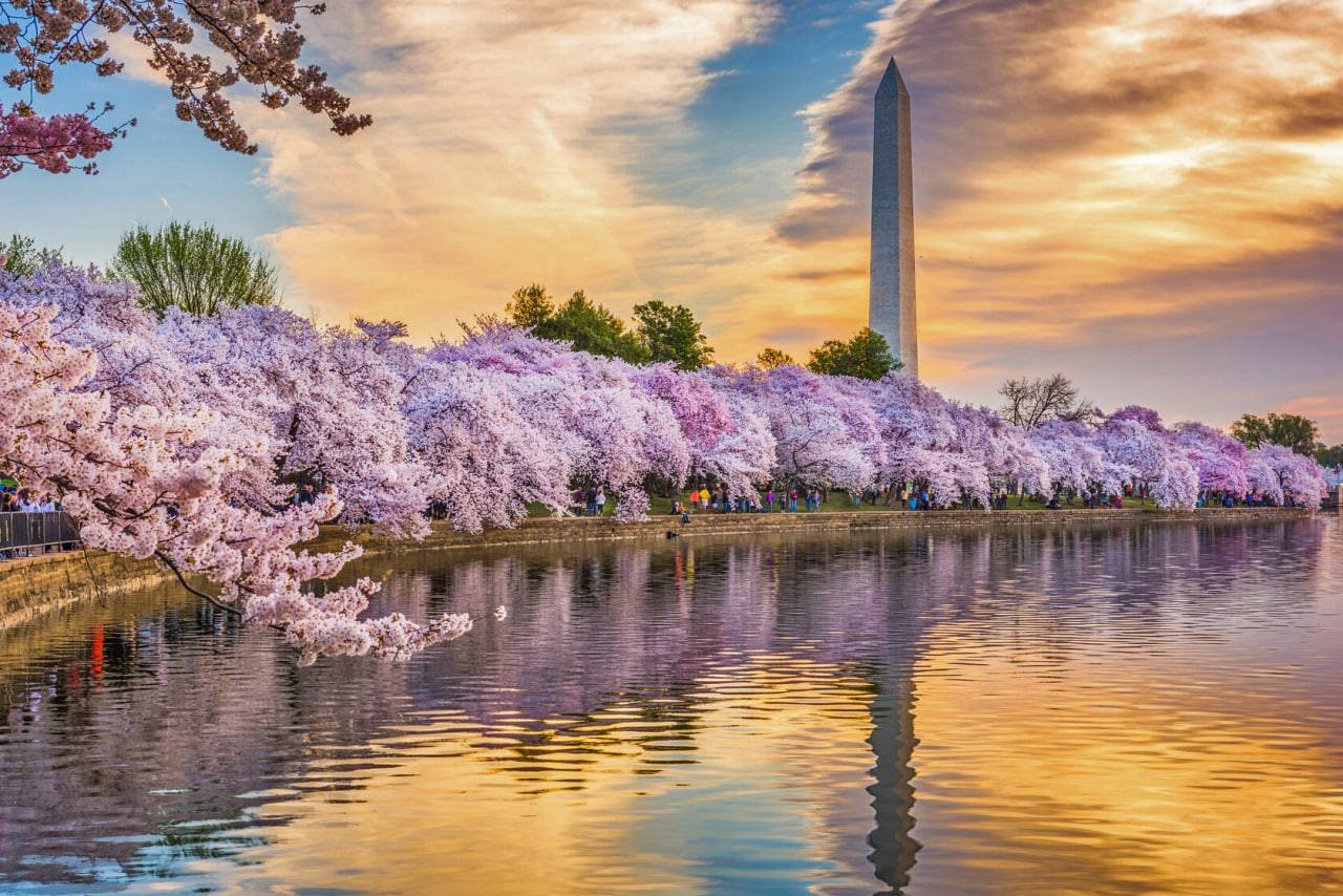 حوضچه تایدال بیسین . Tidal Basin